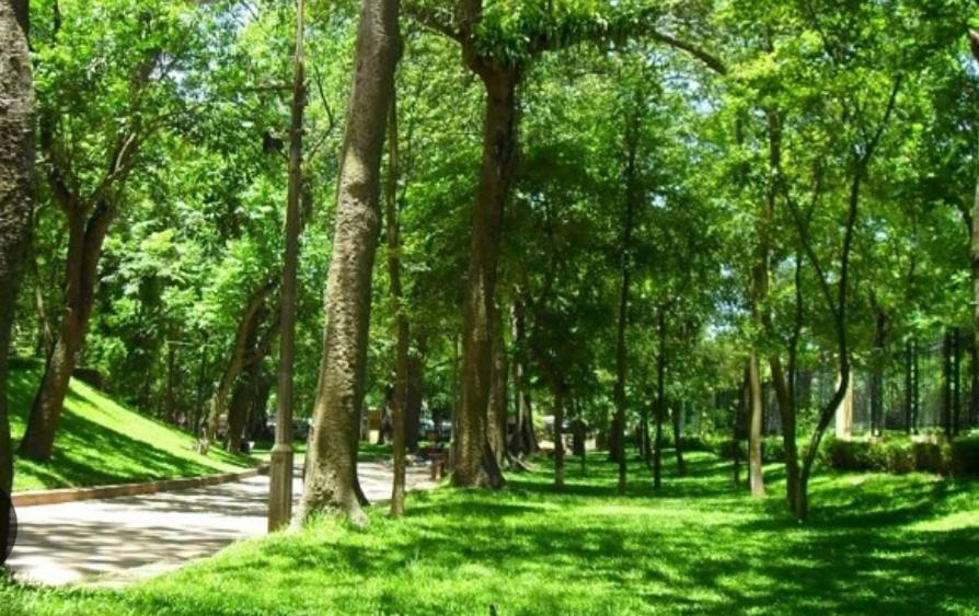 Da Tree Homestay Hanoi Dış mekan fotoğraf