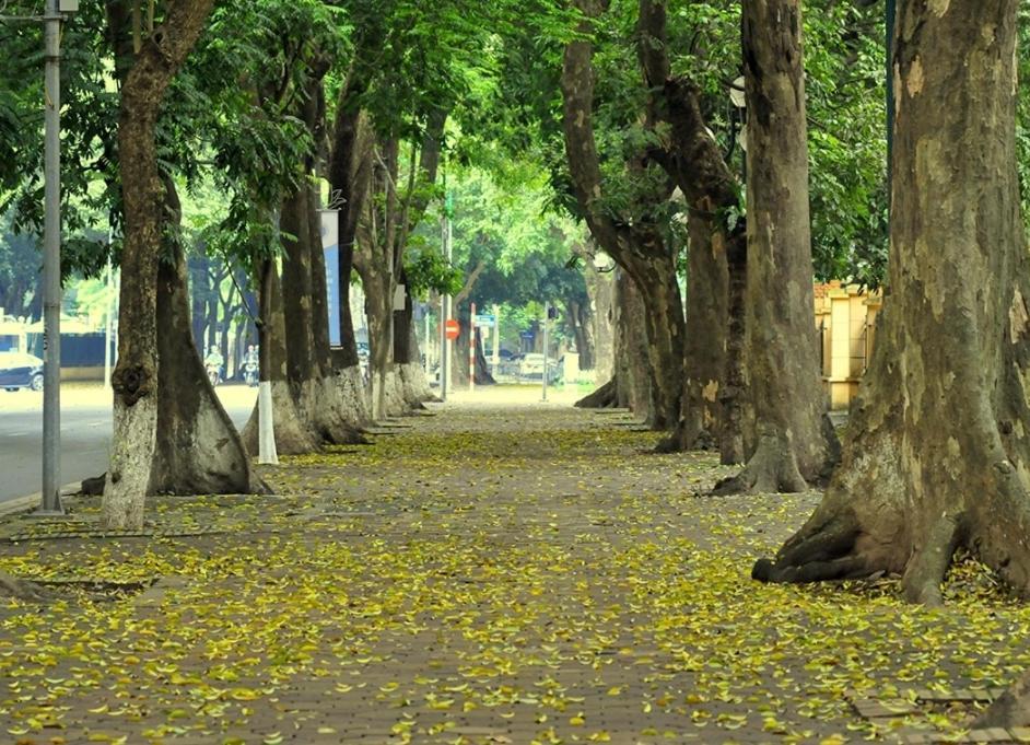 Da Tree Homestay Hanoi Dış mekan fotoğraf